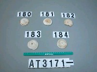 藏品(芋螺貝)的圖片